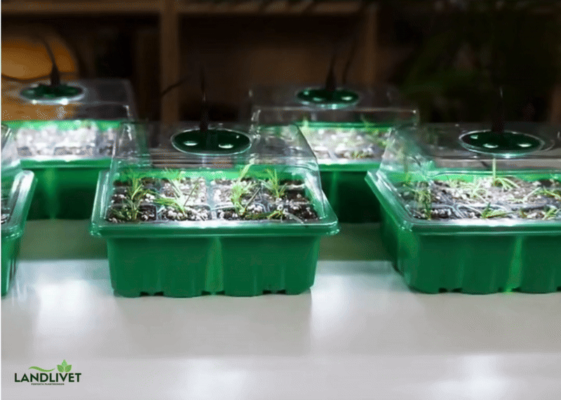 PlantBoost™ - 5 Pack Inomhusväxthus Med LED Och Luftcirkulation
